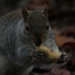 Close-up of squirrel eating