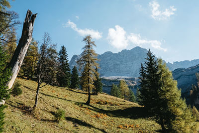 Trees in forest against sky