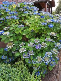 Close-up of purple flowering plants