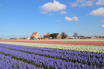 Scenic view of flower field by houses against sky