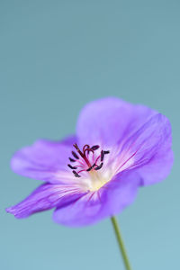 Close-up of pink flower against blue sky