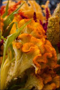 Full frame shot of yellow flowers