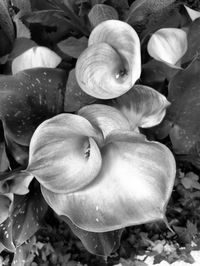 Close-up of flowers