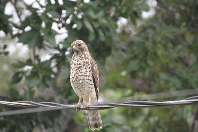 Florida falcon