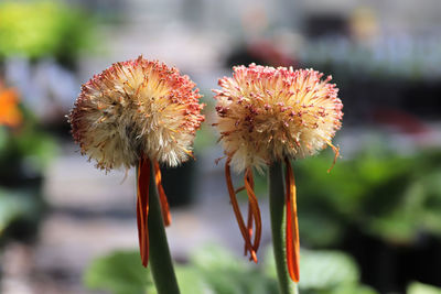 The seed tuft ball from a gerbera flower plant.