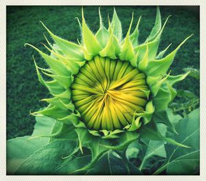 Close-up of yellow flowers