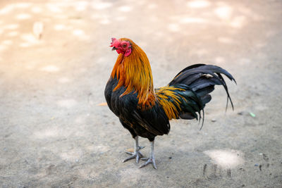 Close-up of hen on footpath