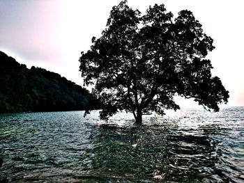 Tree by sea against clear sky