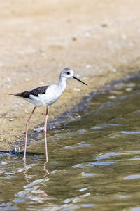 Isolated water bird, stilt bird, in the water of a pond, middle east