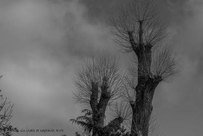 Low angle view of bare tree against sky