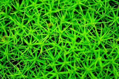 Full frame shot of green leaves