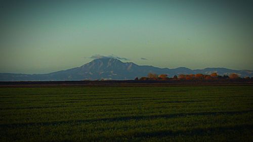 Scenic view of agricultural field against sky