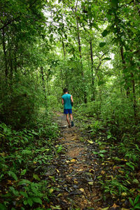 Rear view of man walking in forest