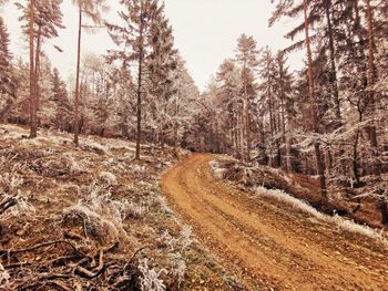 Road amidst trees in forest during winter