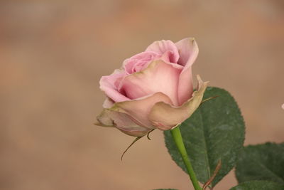 Close-up of pink rose