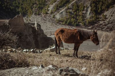 Horse standing on field against mountain