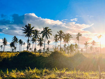 Palm trees on field against sky