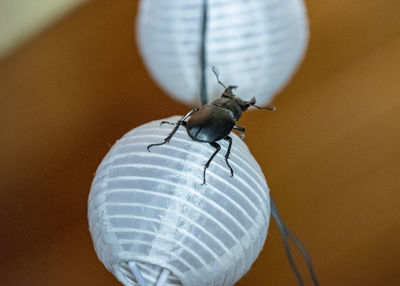 Close-up of insect on table