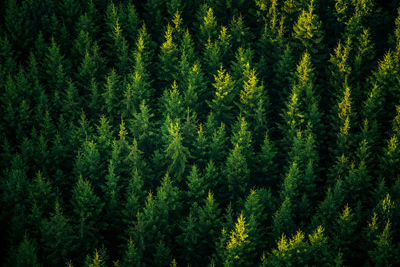 A beautiful view from the above to the forest in summer morning. aero photography of the wild woods.