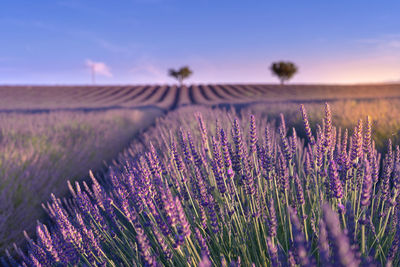 Purple flowering plants on field against sky