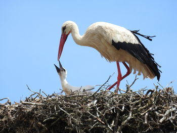 Low angle view of bird against clear sky