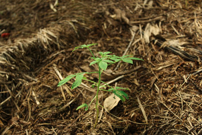 High angle view of small plant on field