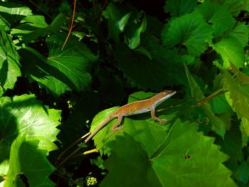 Close-up of a lizard on tree