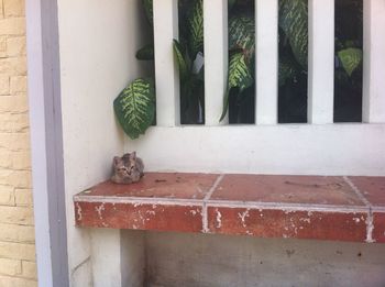 Cat sitting against railing