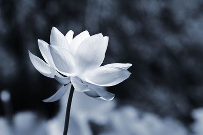 Close-up of flowers blooming outdoors