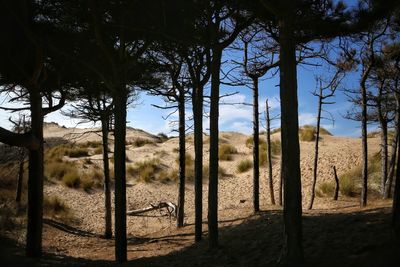 Trees on field against sky