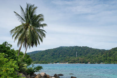 Scenic view of palm trees by sea against sky