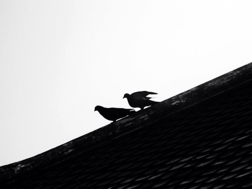 clear sky, low angle view, animal themes, bird, copy space, one animal, animals in the wild, built structure, wildlife, building exterior, architecture, perching, full length, roof, day, sitting, outdoors, sky, railing, wall - building feature