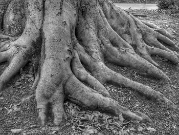 Tree roots