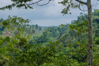Trees in forest against sky