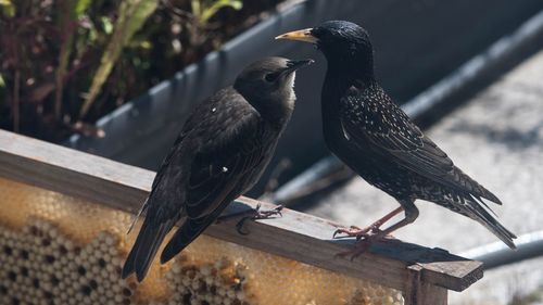 Bird perching on railing