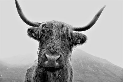 Close-up portrait of highland cattle against clear sky