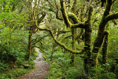 Trees in forest