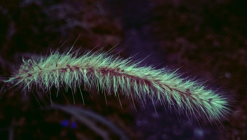 Close-up of dandelion