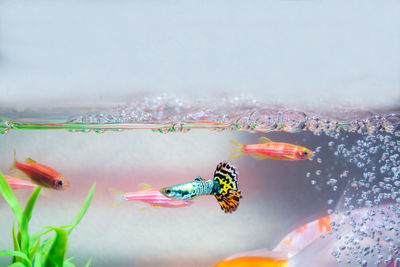 Close-up of fish swimming in tank