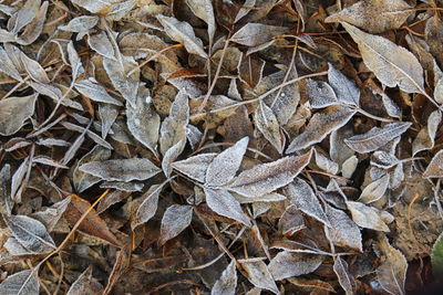 High angle view of dried leaves on field