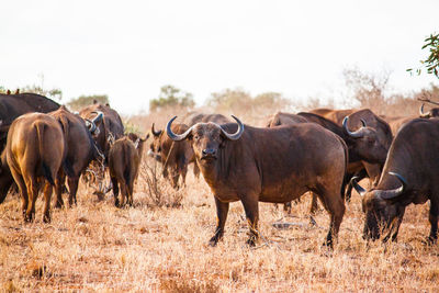 Animals standing on grassy field