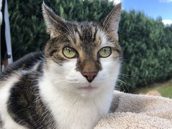 Close-up portrait of a cat