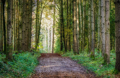Road amidst trees in forest