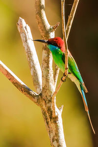 Close-up of parrot perching on branch