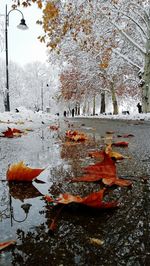 Autumn leaves on lake during winter