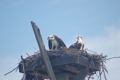 Low angle view of birds perching on nest against sky