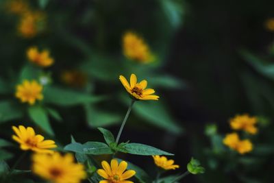 Close-up of yellow flowers blooming outdoors