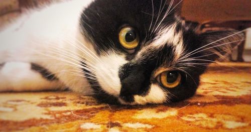 Close-up portrait of kitten