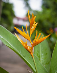 Close-up of yellow flowering plant