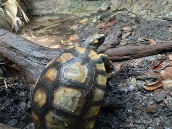 High angle view of shell on log